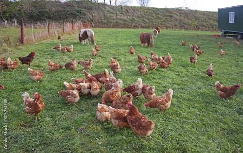 Grüne Wiese mit braunen Hühnern und Minishetalandponys photo