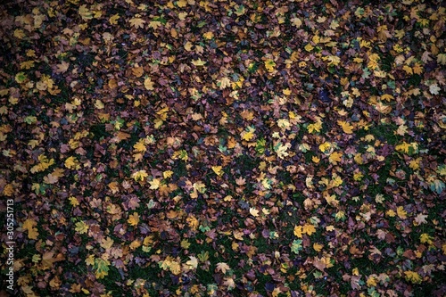 Beautiful autumn leaves in a variety of colors. Fallen leaves on the ground. © Cveja