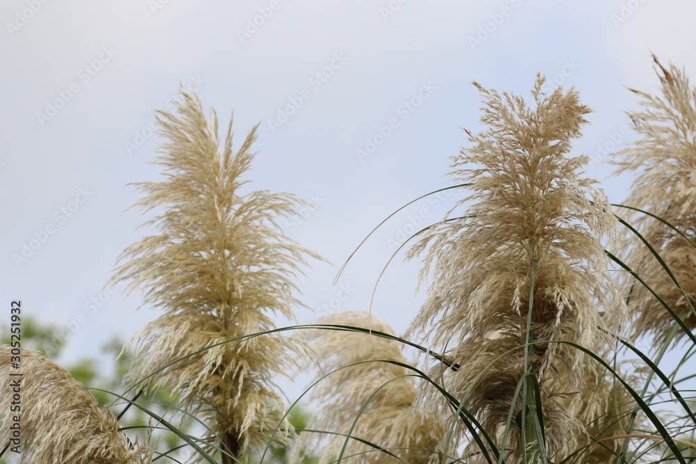 Obraz premium Pampas Grass along the Footpath in the Park