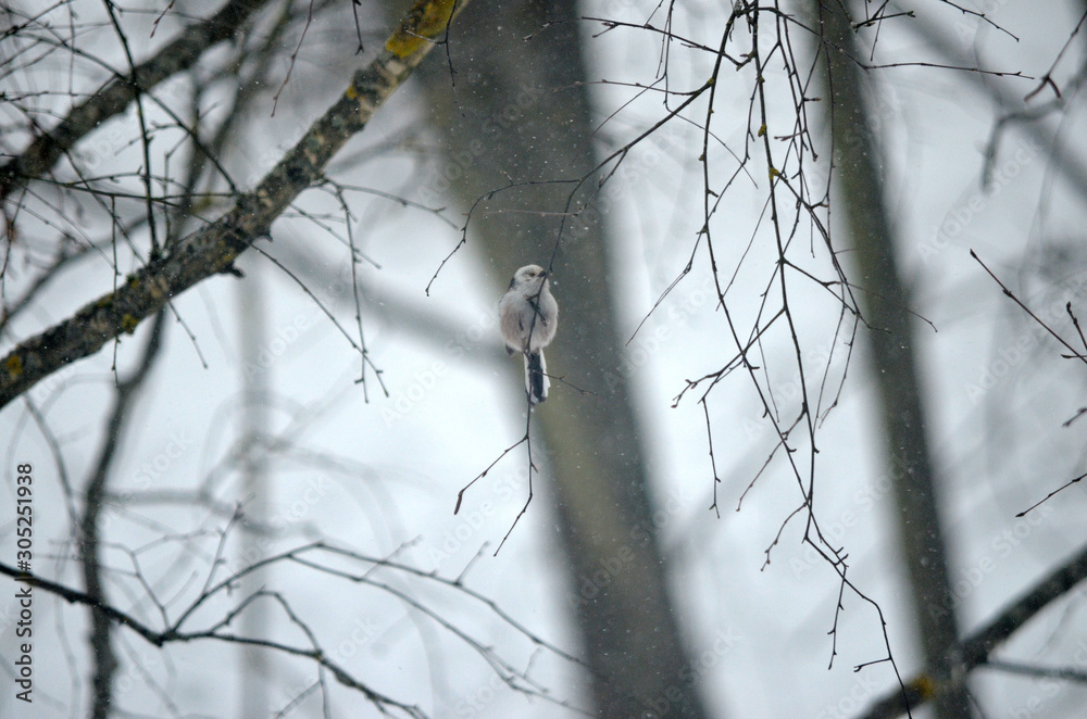 Aegithalos caudatus in natural habitat. Birds in the forest Aegithalos caudatus in natural habitat. Birds in the forest
