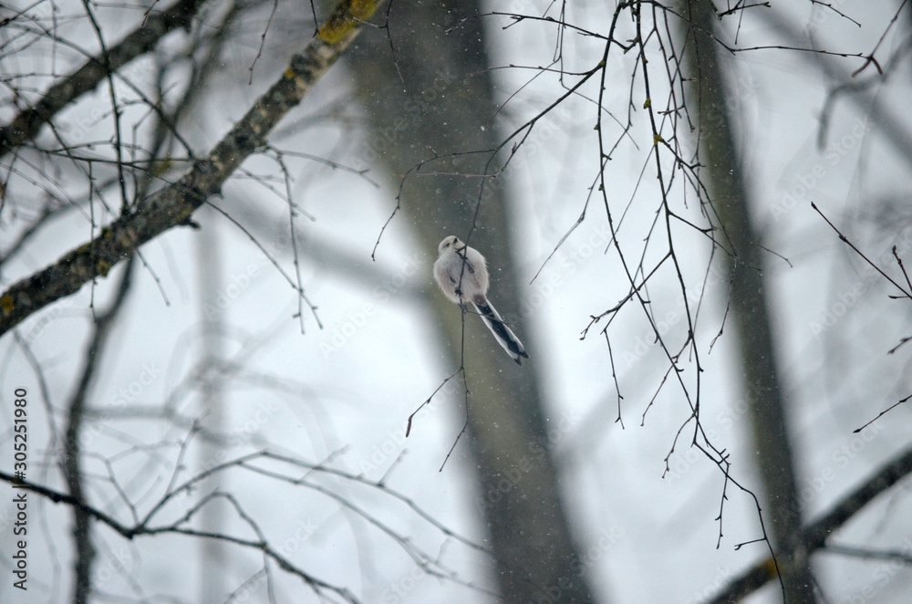 Aegithalos caudatus in natural habitat. Birds in the forest Aegithalos caudatus in natural habitat. Birds in the forest