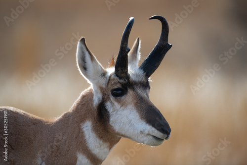portrait of a pronghorn deer