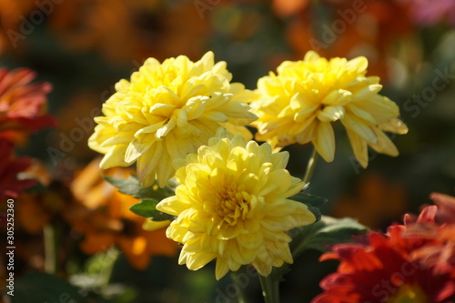 yellow flowers in the garden