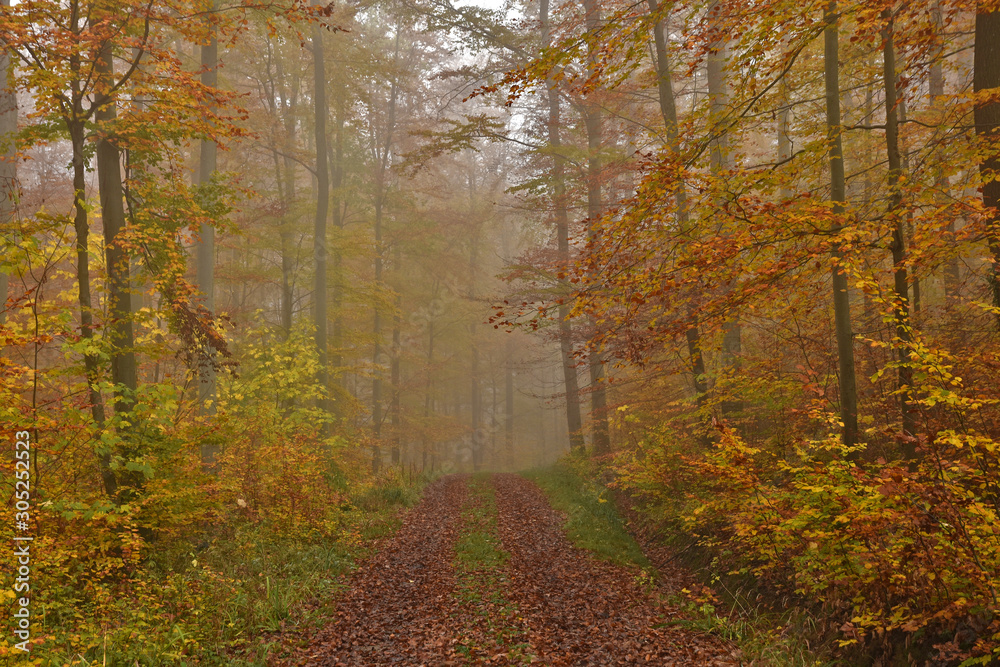 Fototapeta premium Novembernebel im Herbstwald