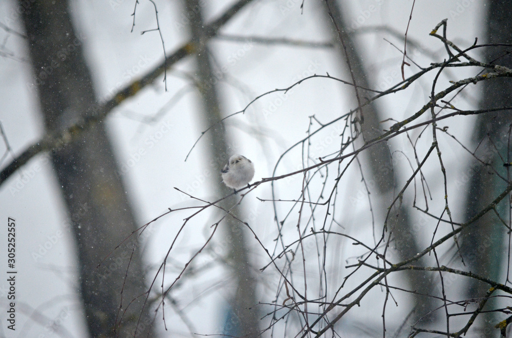 Aegithalos caudatus in natural habitat. Birds in the forest Aegithalos caudatus in natural habitat. Birds in the forest