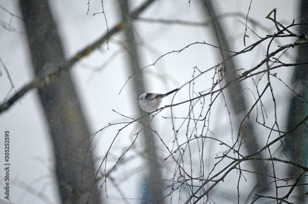 Aegithalos caudatus in natural habitat. Birds in the forest