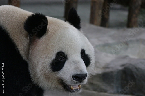 Close up beautiful Female Panda   Shanghai  China
