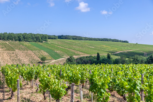 Closeup panoramic shot rows summer vineyard scenic landscape, plantation, beautiful wine grape branches, sun, sky, limestone land. Concept autumn grapes harvest, nature agriculture background
