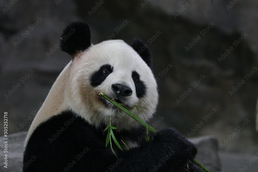Fototapeta premium Close up Cute Panda , Shanghai, China