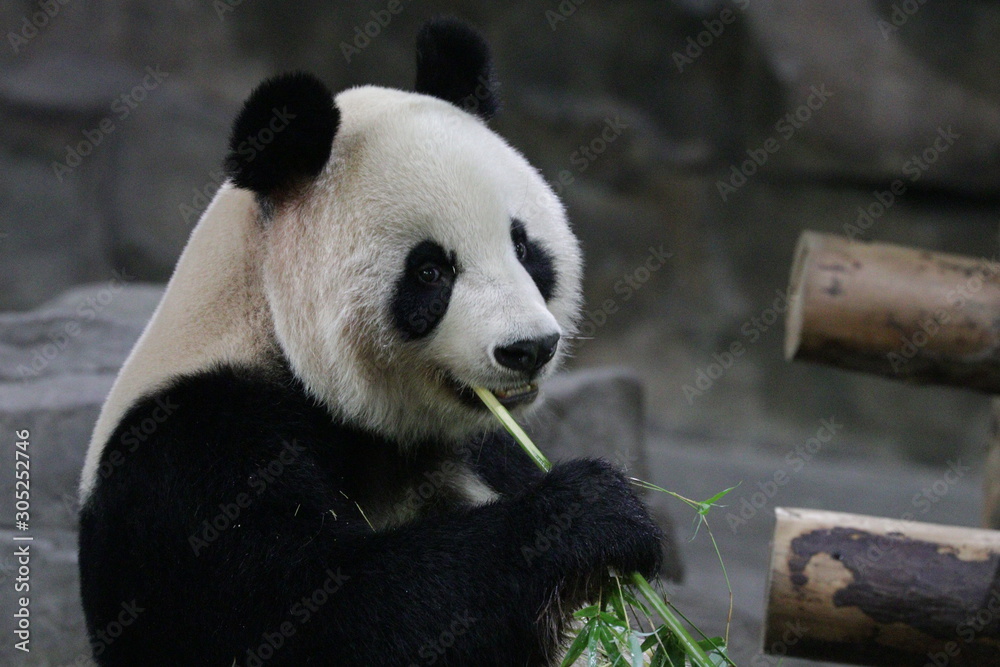 Fototapeta premium Close up Cute Panda , Shanghai, China