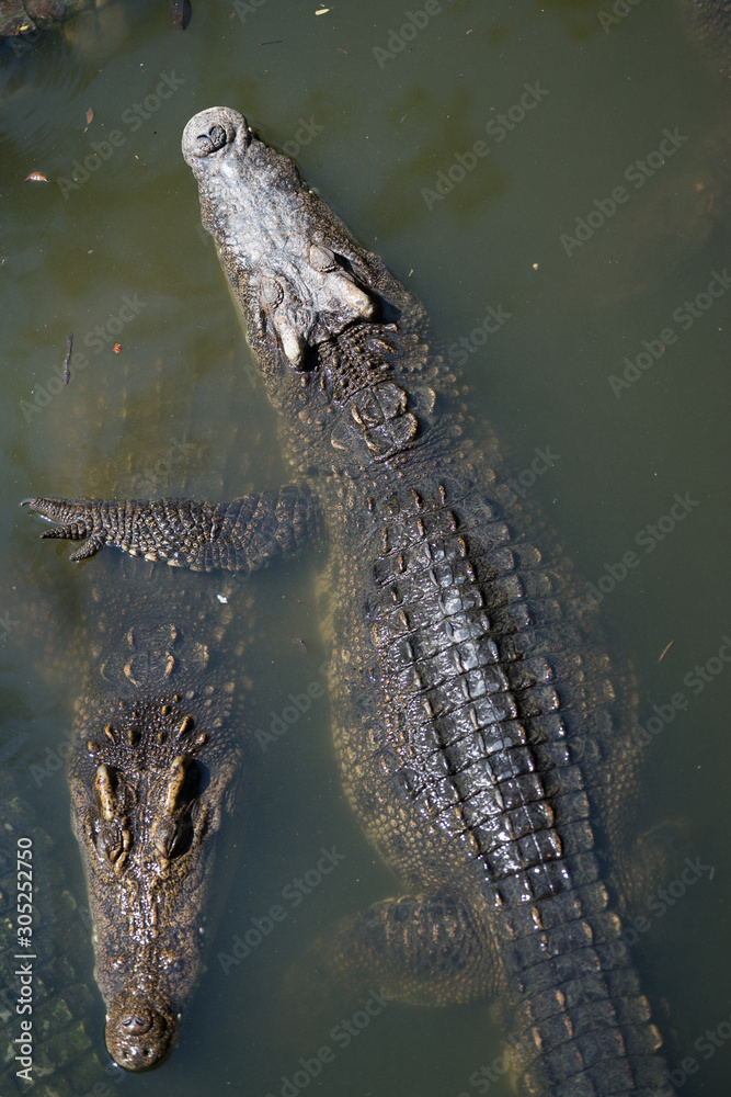 Crocodile top view in farm, Crocodile farming in Thailand. Crocodile top view in farm, Crocodile farming in Thailand.