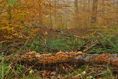 Herbstwald mit Novembernebel mit Pilzen an liegenden Ast