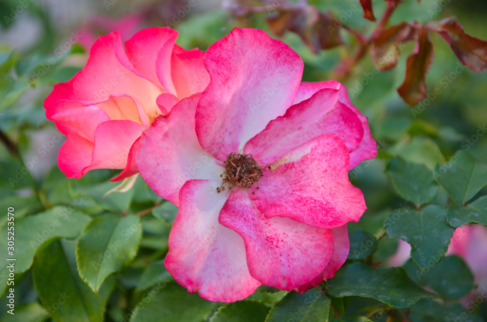 pink flower in the garden pink flower in the garden