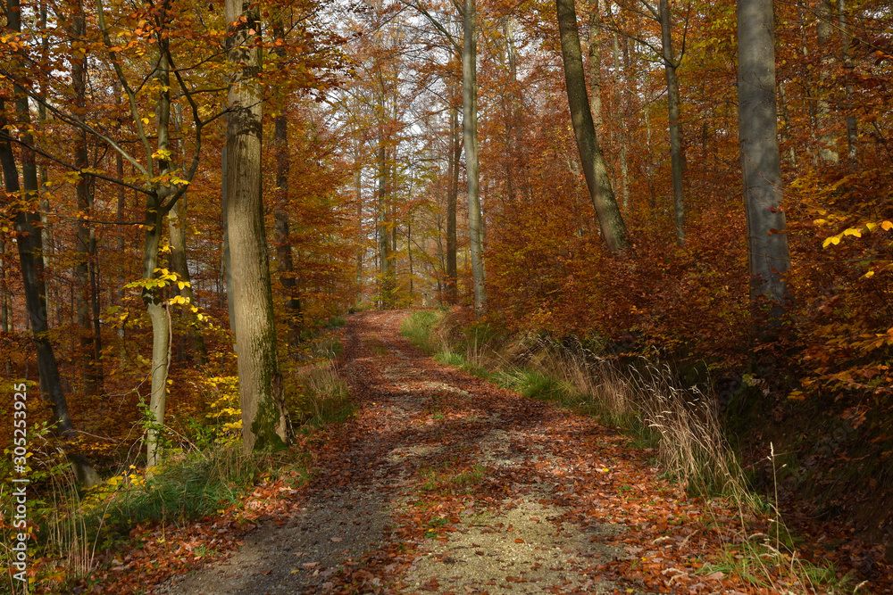 Waldweg im Herbstwald