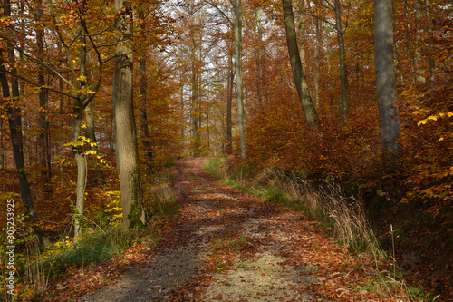 Fototapeta Naklejka Na Ścianę i Meble -  Waldweg im Herbstwald