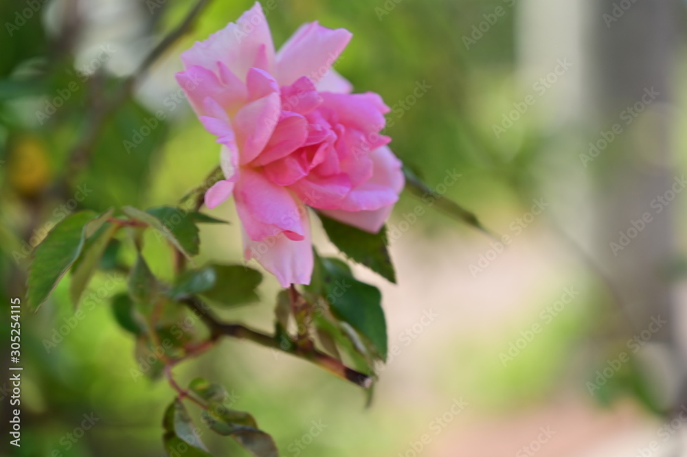 Obraz premium Pink Flowers 4