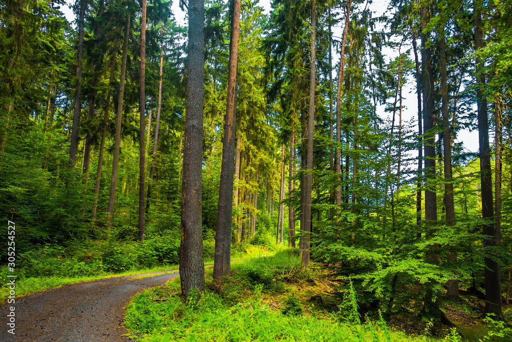 path in the forest path in the forest