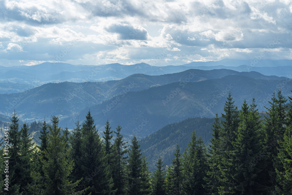 Forests of the Carpathian Mountains