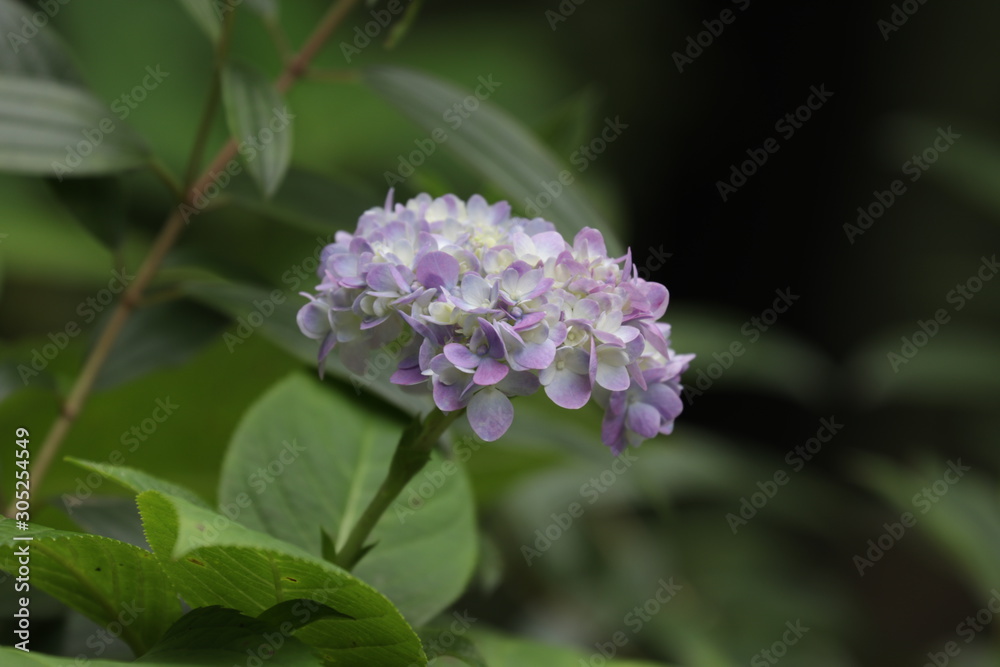Close up Blooming Purple Hydrangea Close up Blooming Purple Hydrangea