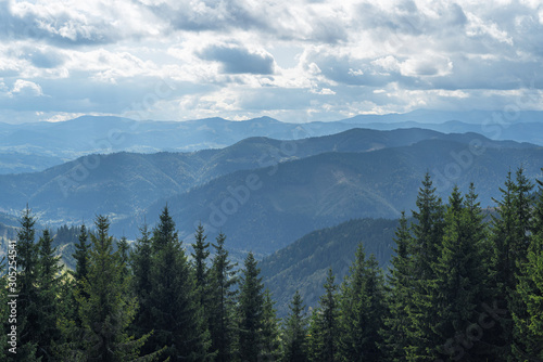 Fototapeta Naklejka Na Ścianę i Meble -  Forests of the Carpathian Mountains