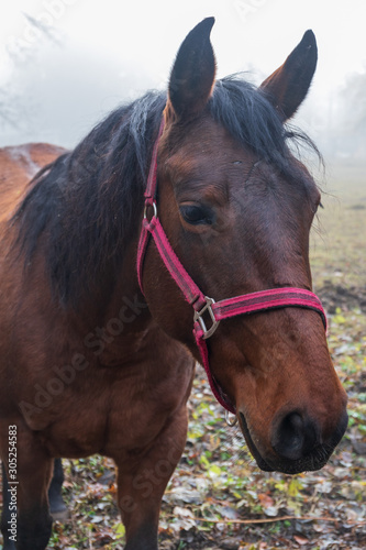 Portrait eines Pferdes © helzet
