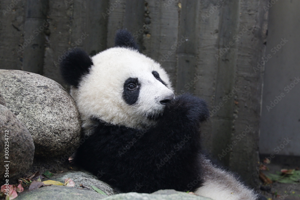 Obraz premium Little Panda Cub is Chilling out , Chengdu, China