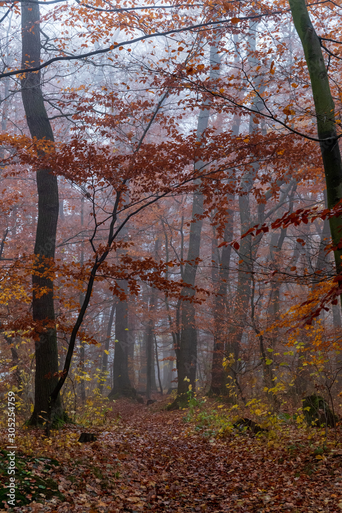 Wanderweg an den Stabsbüschen im November II Wanderweg an den Stabsbüschen im November II