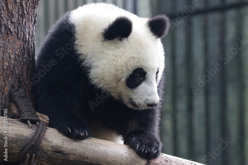 Curious Panda Cub , Chengdu, China © foreverhappy