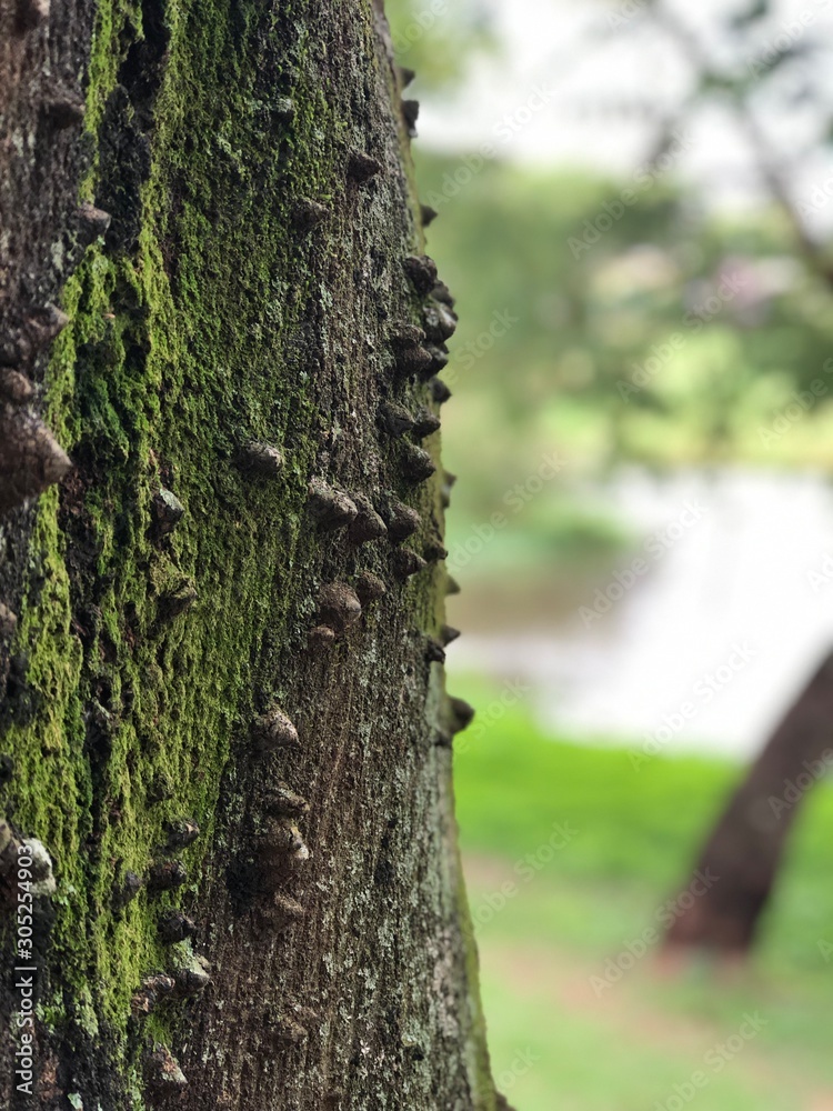 Obraz premium moss on tree