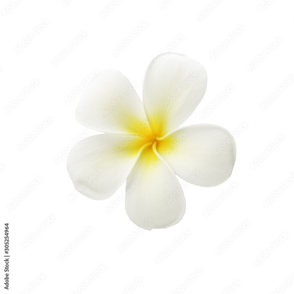 Top view on fragipani flower Top view on fragipani flower