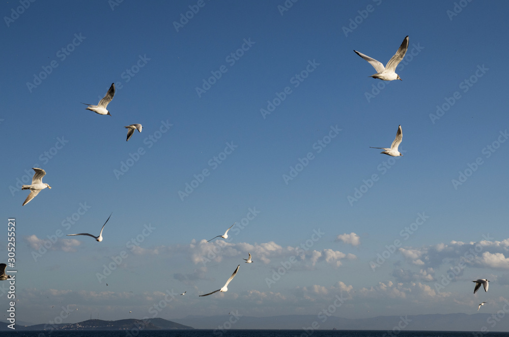 White birds in sky sea Turkish travel
