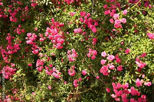 Pink Flowers 4