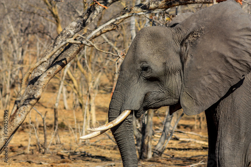 portrait of an elephant