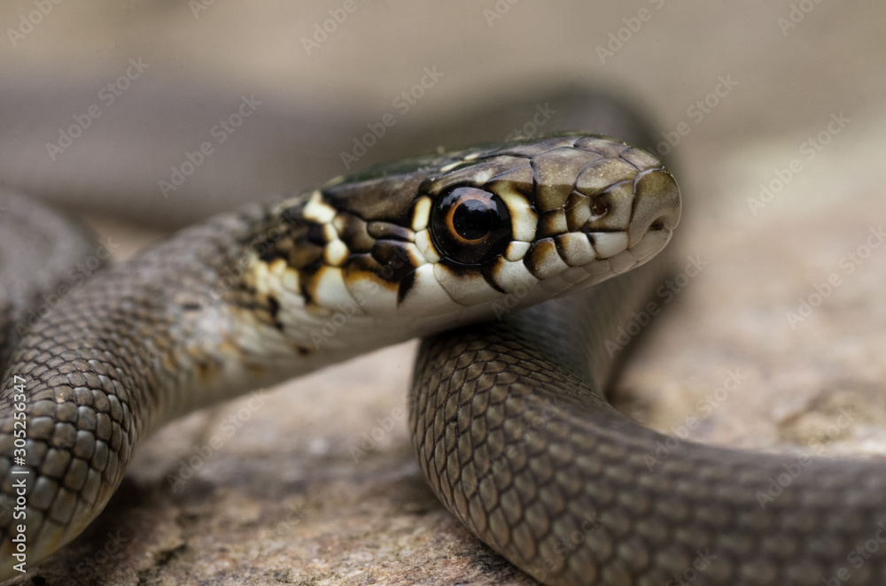 Gartner snake macrophotography zoom outdoor orange eyes Gartner snake macrophotography zoom outdoor orange eyes