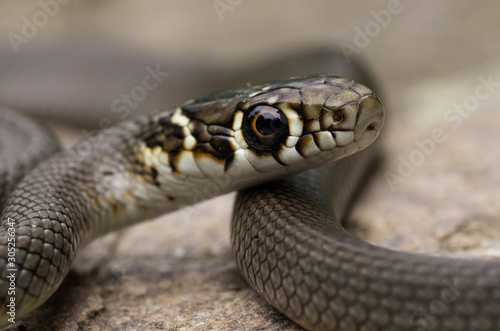 Gartner snake macrophotography zoom outdoor orange eyes