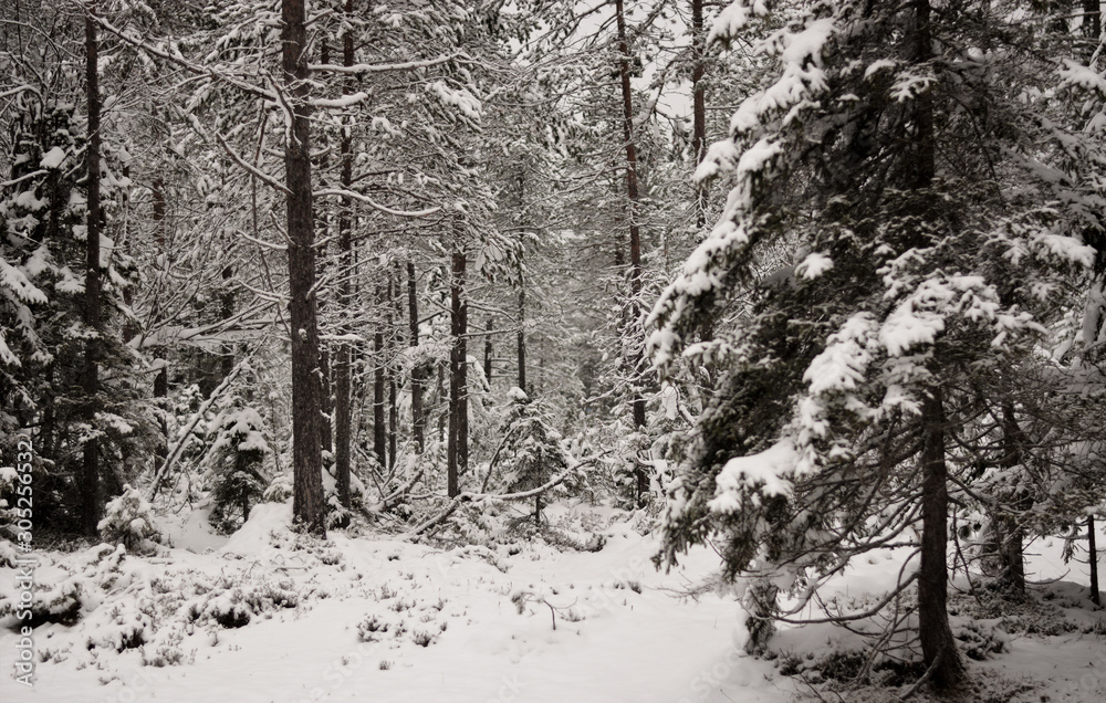 the snow-white forest the snow-white forest