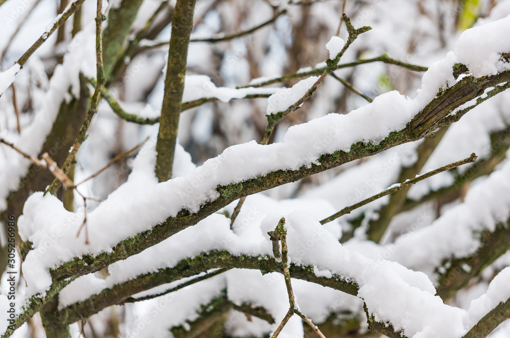 Tree branches under the snow, closeup. First snow. Soft focus, shallow depth of field.