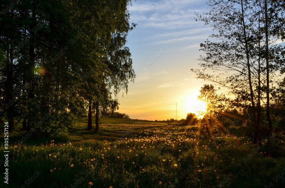 Naklejka premium Sunset in the forest