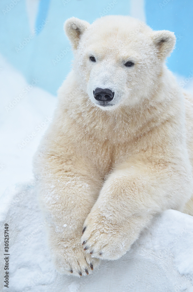 Fototapeta premium polar bear