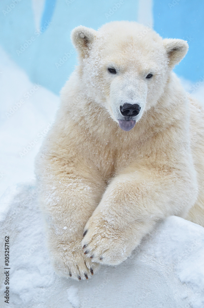 polar bear polar bear