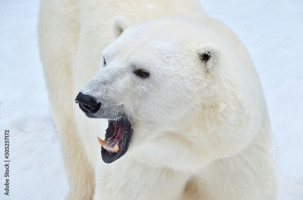 polar bear polar bear