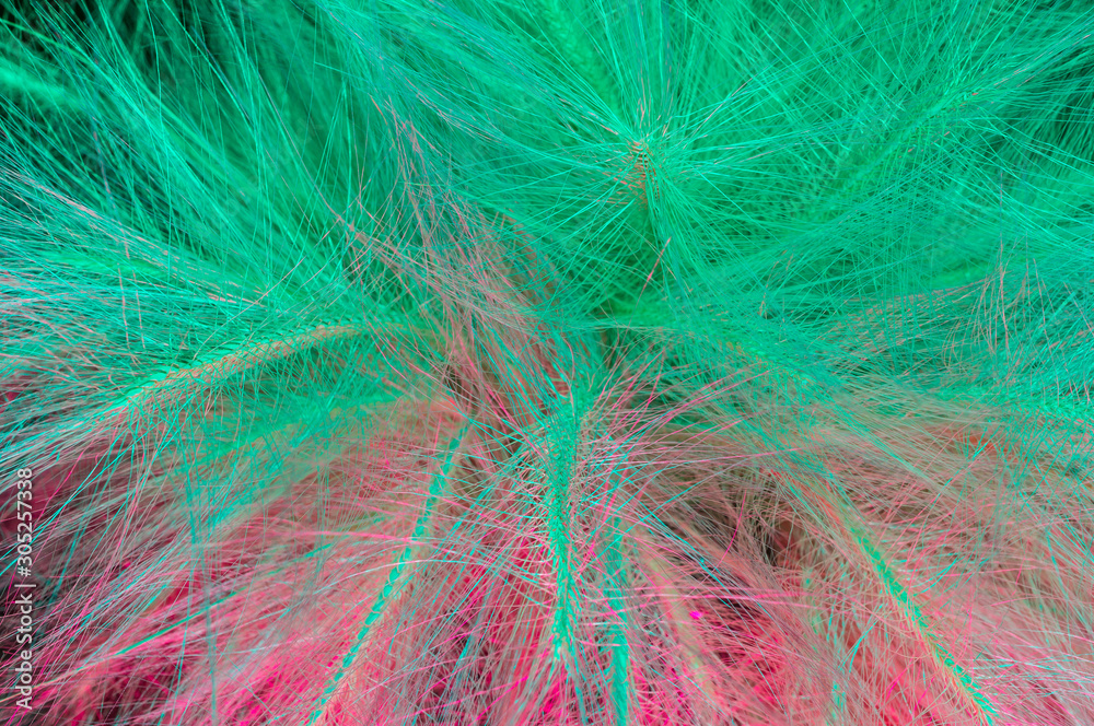 Close-up of ears of foxtail barley. Hordeum Jubatum. Spectacular two-tone background. Soft focus. Close-up of ears of foxtail barley. Hordeum Jubatum. Spectacular two-tone background. Soft focus.