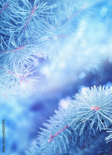 Winter christmas background with copy space  bokeh  snowflakes. Snowy landscape with fir branches. Blue toning
