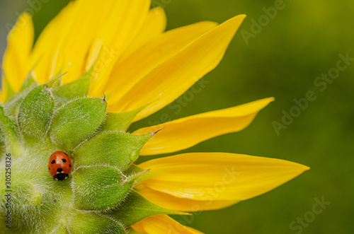Marienkäfer sitzt auf Sonnenblume, Helianthus annuus, Siebenpunkt Marienkäfer, Coccinella septempunctata, sonnt sich auf Sonnenblume, sonnendes Insekt auf gelber Blüte 