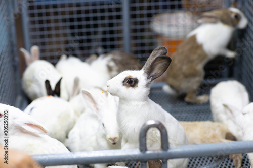 Cute rabbit on the farm. Little white rabbits