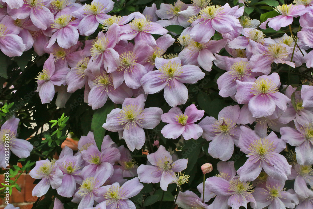 Naklejka premium Clématite