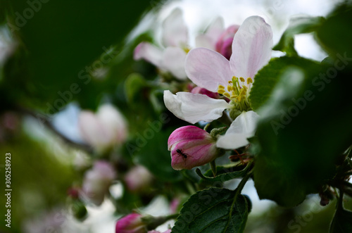 Spring apple flower