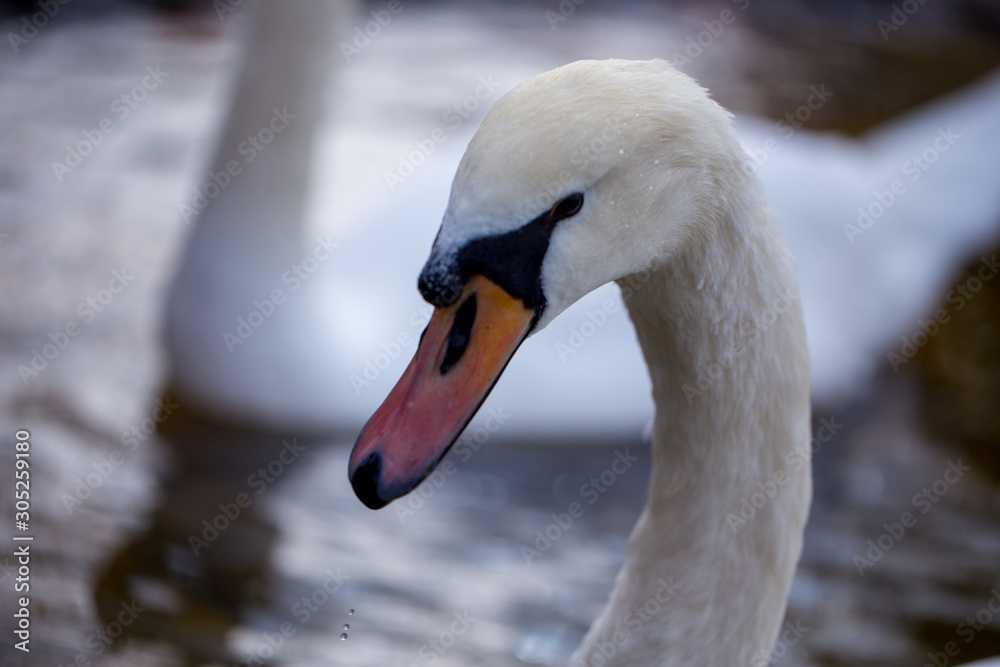 Fototapeta premium white swan with natural dripping water from mouth, natural and elegant.