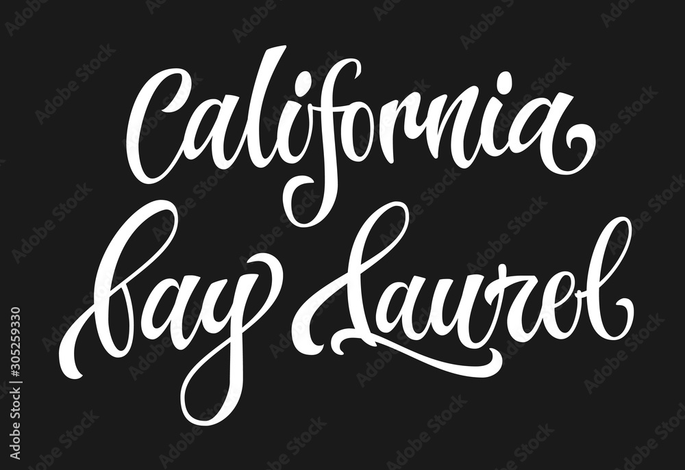Obraz California bay laurel - white colored hand drawn spice label. Isolated calligraphy scrypt stile word. Vector lettering design element.