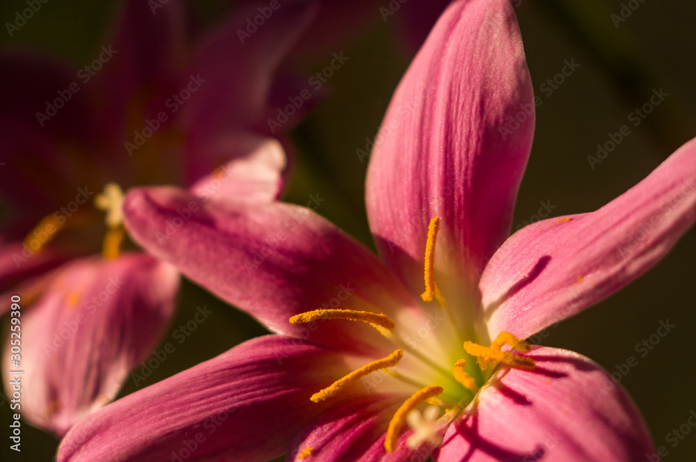 decorative pink flower rain lily Zephyranthes grandiflora on blurred background closeup decorative pink flower rain lily Zephyranthes grandiflora on blurred background closeup